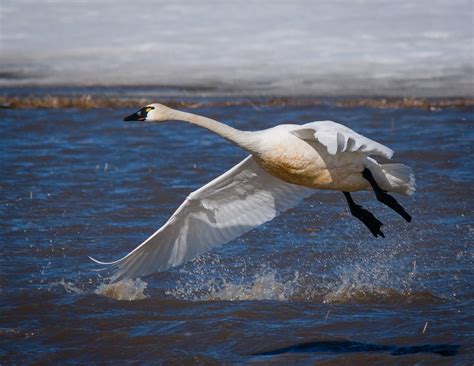 Why Tundra Swan Conservation Matters: Protecting Wetlands, Migration Routes, and the Future of ...