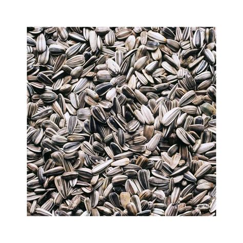Buy Export Quality Sunflower Seeds Fast Delivery from Afrivet Trading ...