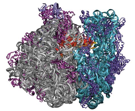 Ribosome Images