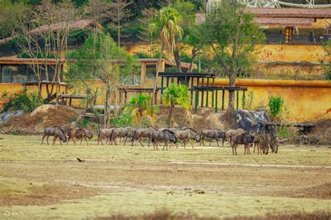 Depart from Guangzhou/Shenzhen Qingyuan Chimelong Resort + Qingyuan ...