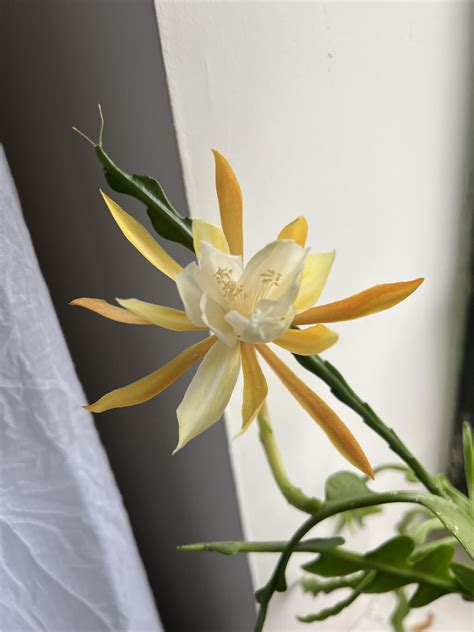 fish bone cactus bloom 😍 : r/IndoorGarden