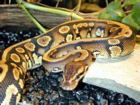 Image result for Goblin Ball Python