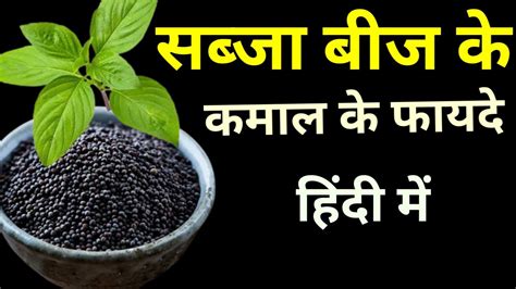 Sabja Seeds in Hindi - Sundarta