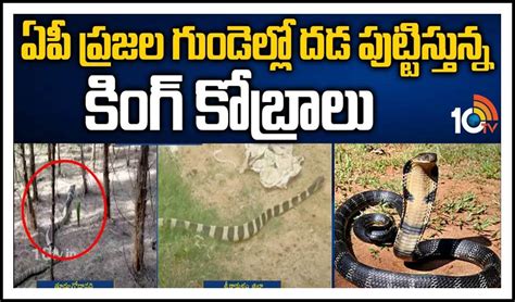 King Cobra:ఏపీ ప్రజల గుండెల్లో దడ పుట్టిస్తున్న కింగ్ కోబ్రాలు King ...