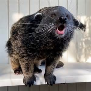 What Does Do The Bearcat Mean