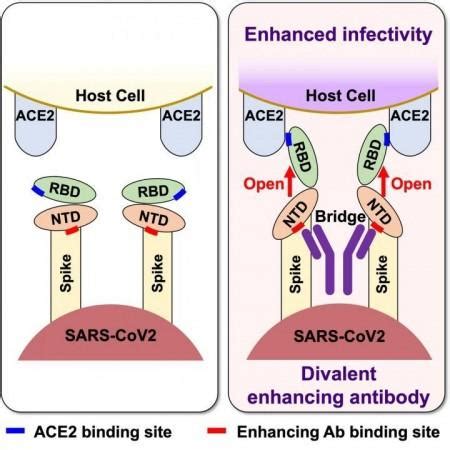 Some Antibodies Can Increase Infectivity of COVID-19, Finds Study ...
