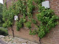 Climbing Plants On Walls by Supporting Climbing Plants On Walls Donegan Climbing Plants On Walls