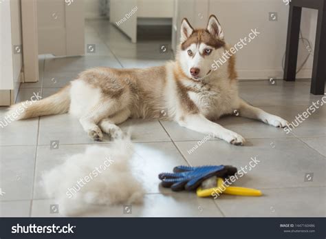 Dog Shedding Comb: Over 1,621 Royalty-Free Licensable Stock Photos ...