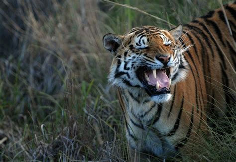 EU Tiger Trade - #RuthlessTrade - a FOUR PAWS campaign to fight ...