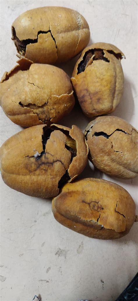 RUKDA Dried Hingot Fruit - Balanites Roxburghii - Desert Date ...