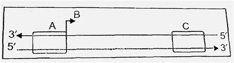 Identify the labelled structure is given diagarm: