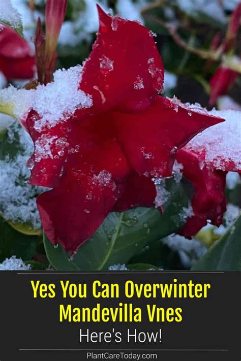 Mandevilla Winter Care: How To Overwinter Mandevilla Plants? | Plants ...