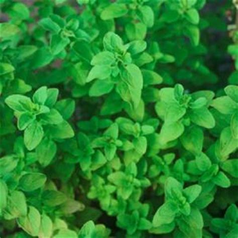 Mažuran – Cvijeće & priroda