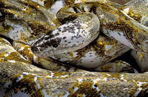 A Reticulated Python 的图像结果