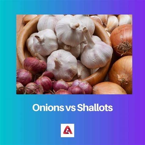 Difference Shallots And Onions at Anitra Bourne blog