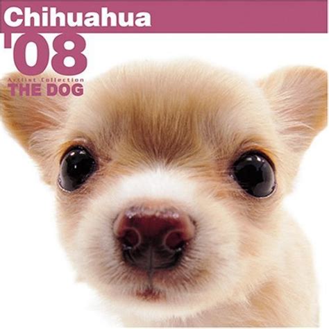 Chihuahua : Artlist International: Amazon.in: Books