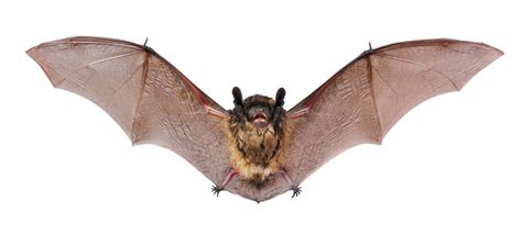 Image result for Bat Python Turtle
