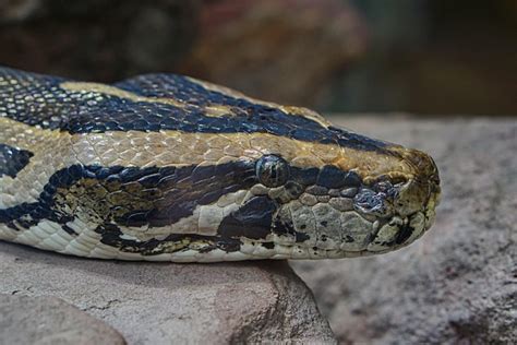 Image result for Python Snake Terrarium