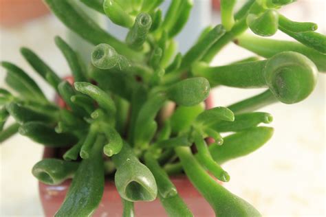 Succulent House Plants Identification at Edward Havens blog