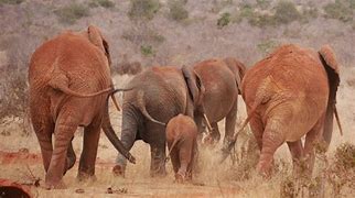 Image result for Mombasa Zoo