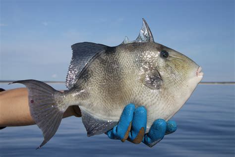 Image result for Catching Triggerfish