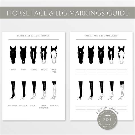 Horse Leg Markings