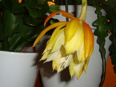 Epiphyllum (Atlas Çiçeği) - Page 14 - agaclar.net