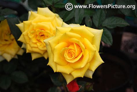 Yellow roses-Varieties with Name