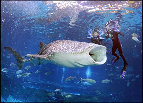 Swim or dive with the world's largest fish -- whale sharks! | Dive On ...