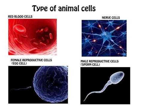 Image result for Cells Tutorial