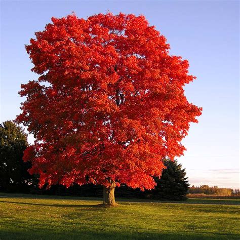 Fast Growing Maple Trees 的图像结果