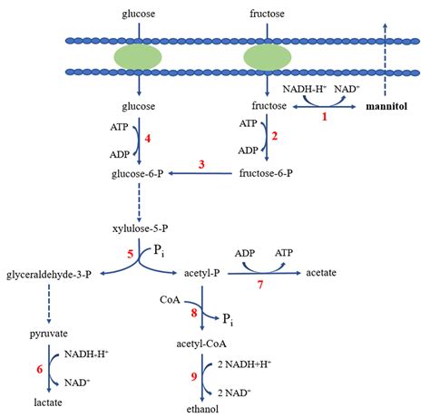 Some Important Metabolites Produced by Lactic Acid Bacteria Originated ...