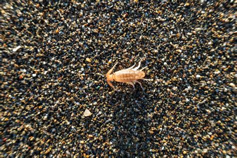 Sand Flea Bites: How to Prevent and Treat Bites From Sand Fleas