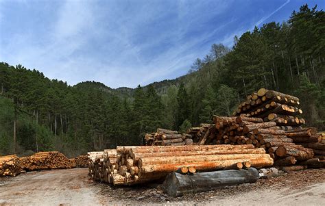 新鲜砍伐的树木原木资源林地针叶破坏树桩硬木营林燃料松树贮存高清图片下载-正版图片322178386-摄图网