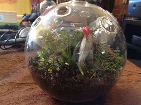 Image result for Terrarium Making111