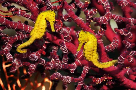 Top Ten Facts about Seahorses