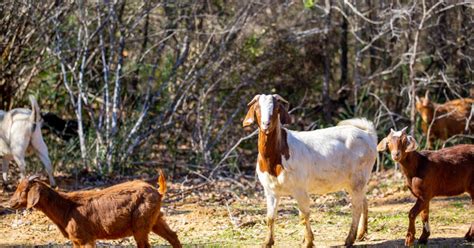 400 goats to clear invasive plant species in 10 days at Arlington park ...