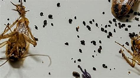 German Cockroach Poop 的图像结果