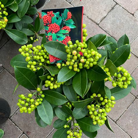 SKIMMIA RED DREAM ,a female SKIMMIA that has bright red berries from ...