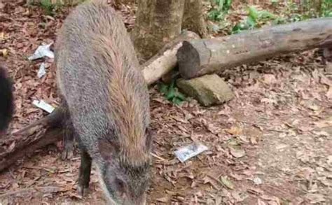 深圳一景区野猪被投喂成网红猪，游客说很可爱