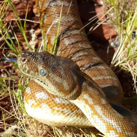 Image result for Centralian Python