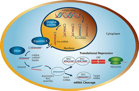 Primary microRNA Transcript 的图像结果