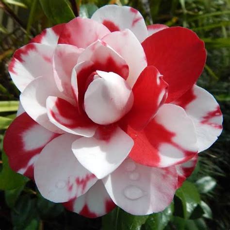 Camellia Plants for Sale | Buy Camellia Online | Camellia Flower Plant ...