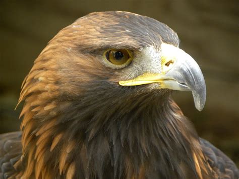 Free Images : wing, wildlife, beak, predator, hawk, fauna, raptor, majestic, bird of prey, bald ...