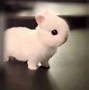 Image result for Super Cute Fluffy Baby Bunny