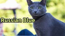 blue cats ideal companion russian blue cat cat blue cats ideal companion russian blue cat cat