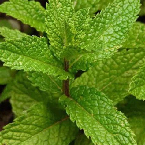1500 Lemon Balm Citronella Perennial Seeds Mosquito Insect Repellent ...