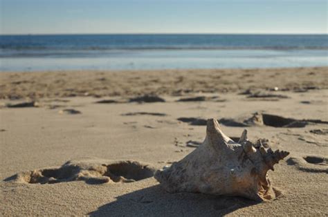 How to Do the Shell Monte 的图像结果