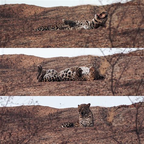 Image result for Leopard Layout