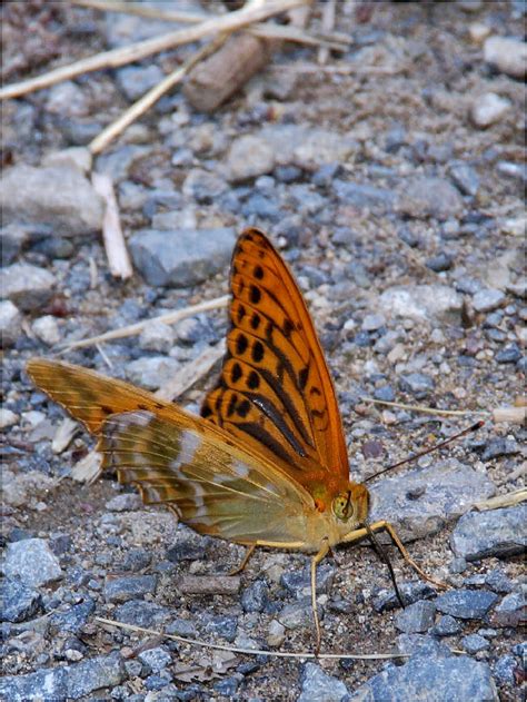 Image result for Flutter Webview Source Code